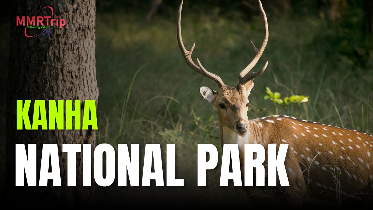 How to Reach Kanha National Park