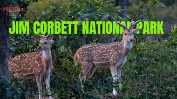 How To Reach Jim Corbett National Park 